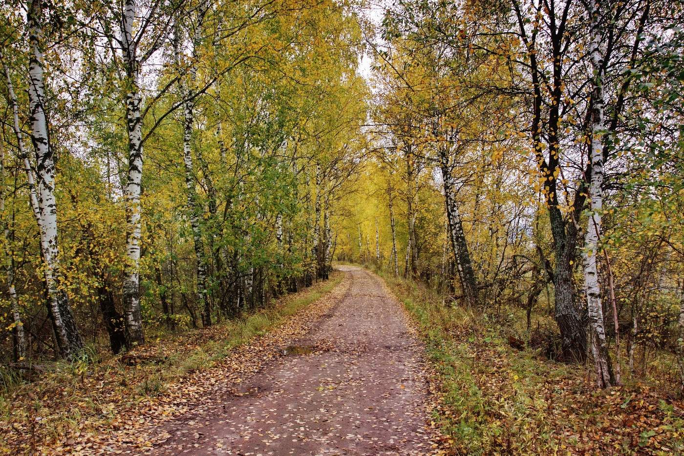 Подмосковная осень
