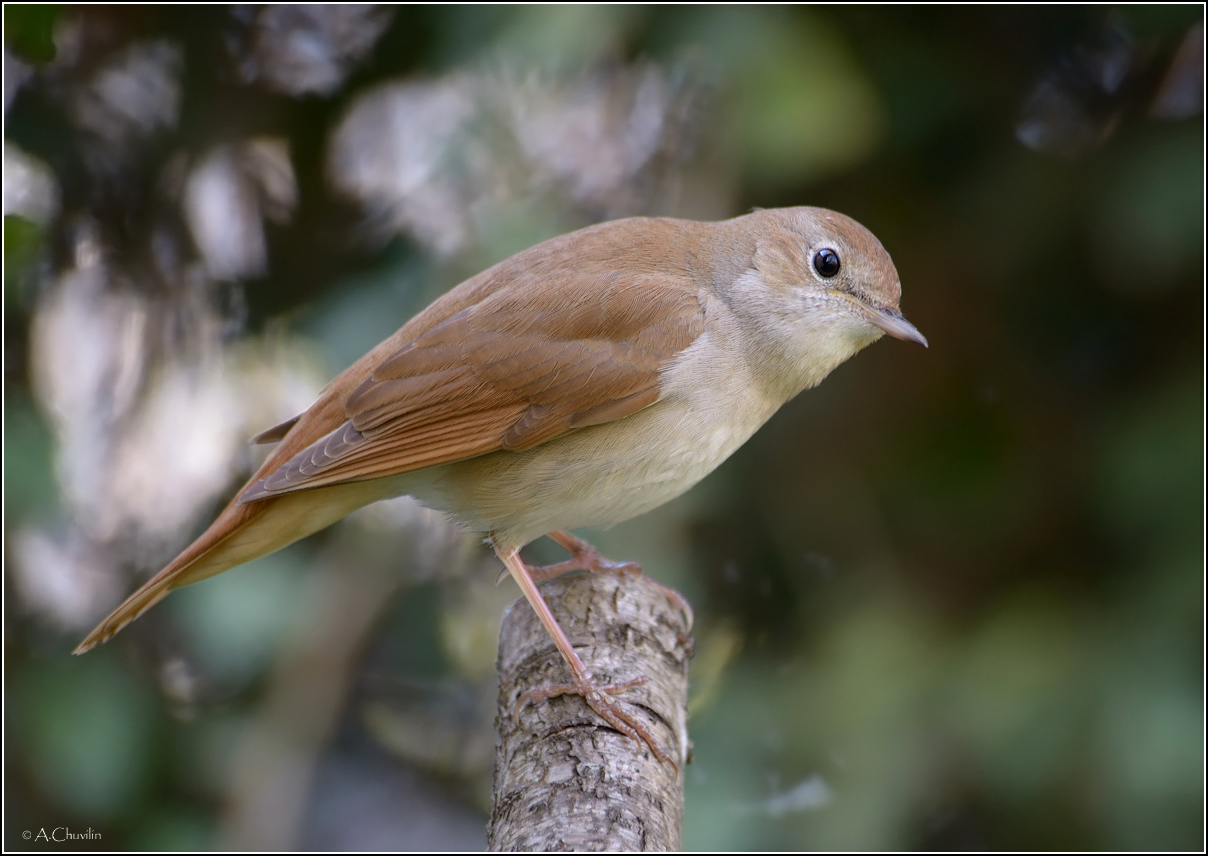 Южный соловей