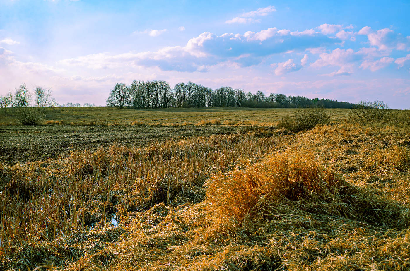 пейзаж в поле