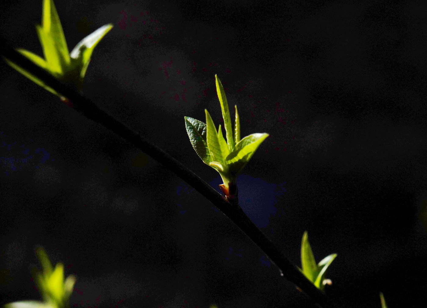 Свет и тьма