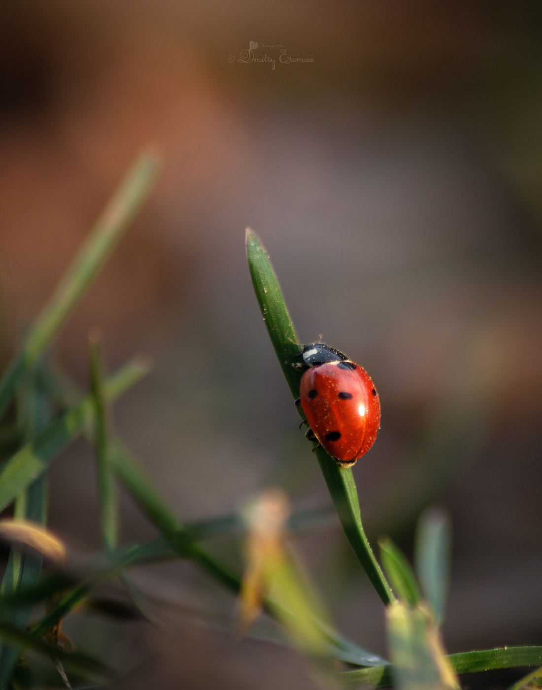 Где-то на лугу...