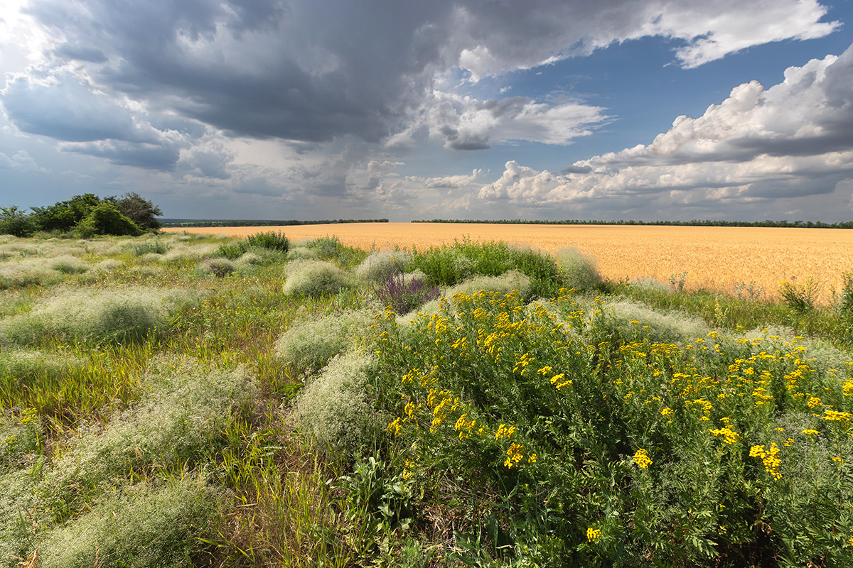 В конце июня
