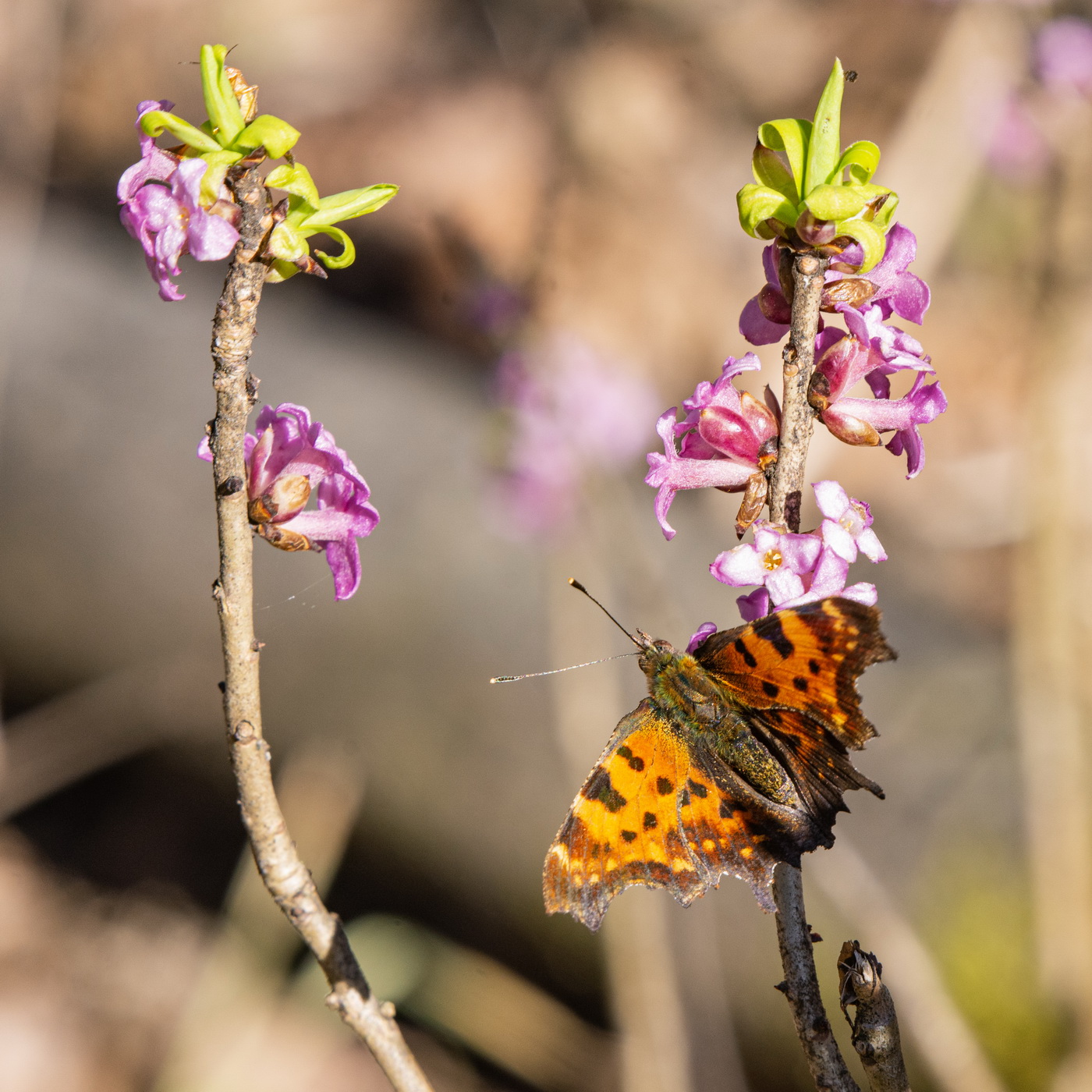 Волчье лыко