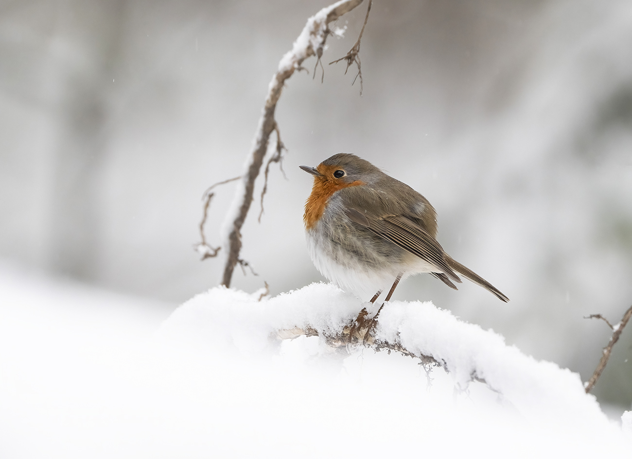 Апрельские сюрпризы