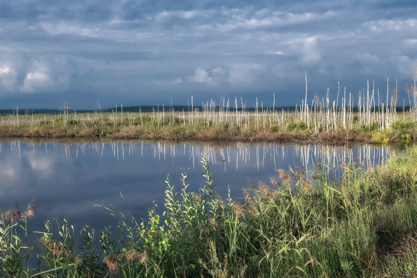 Рассвет на болоте