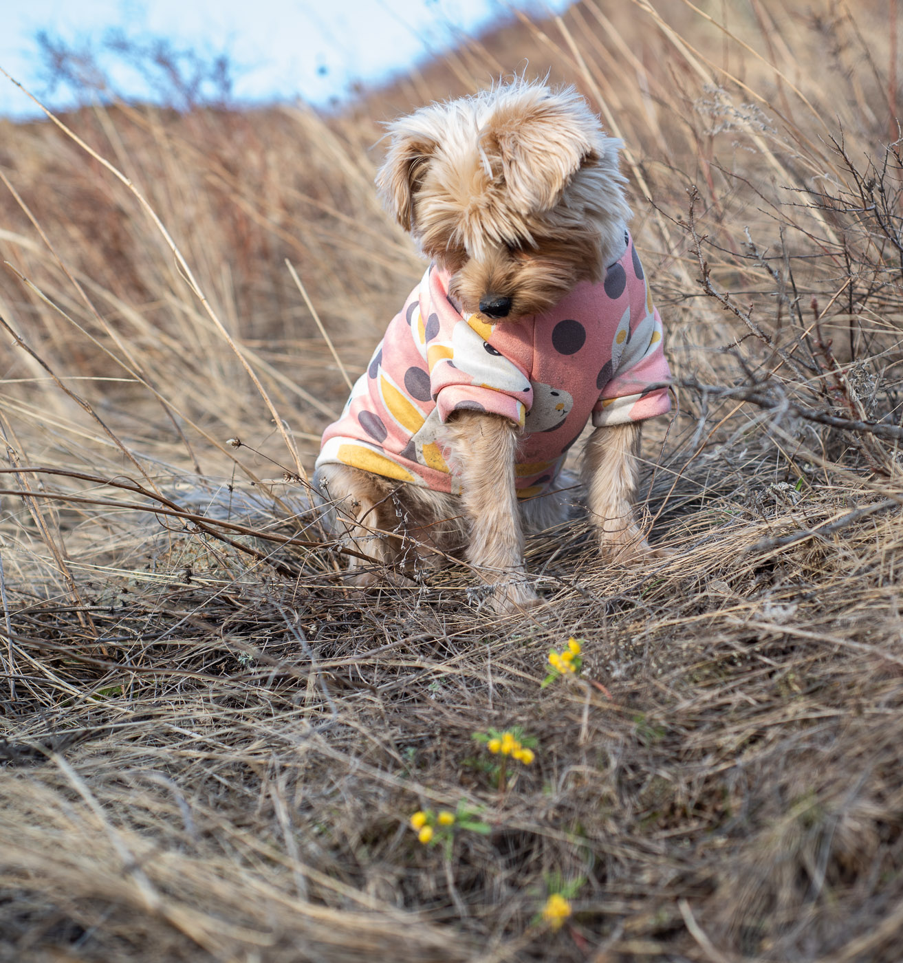 Цветочки пошли