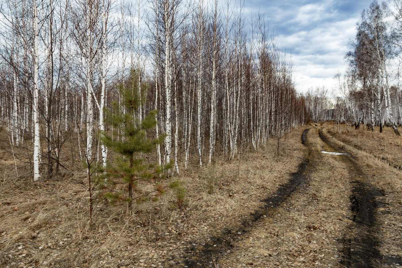 Запах весны