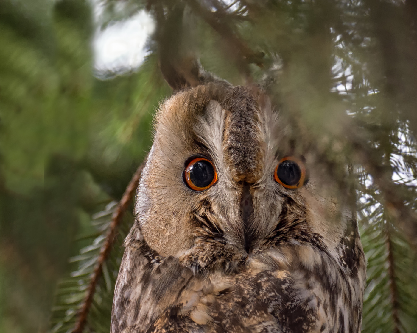 Ушастая и глазастая..