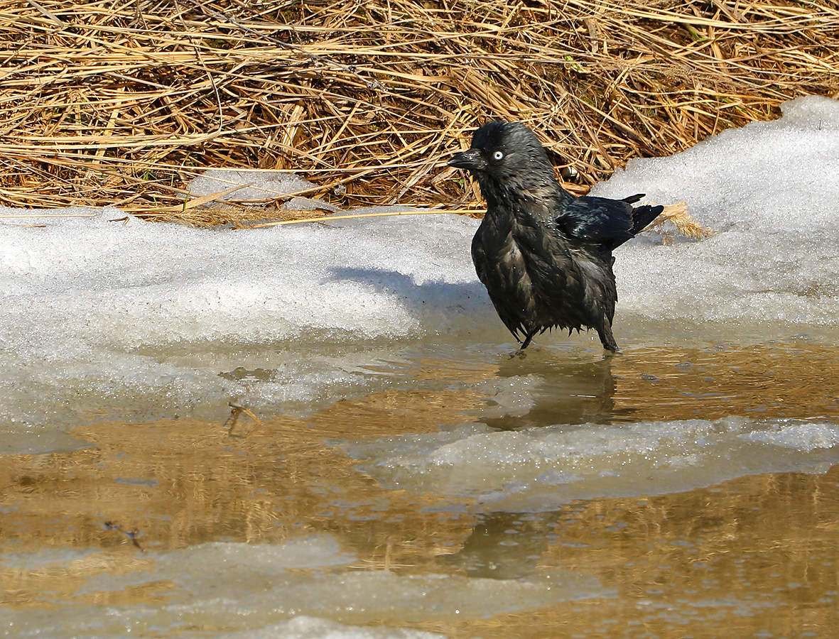 Весна пришла!