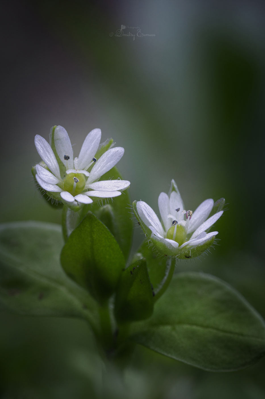 Где-то в лесу...