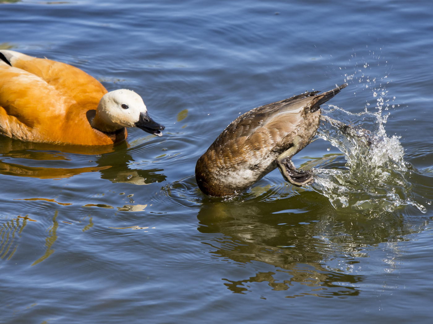 Игра в прятки.
