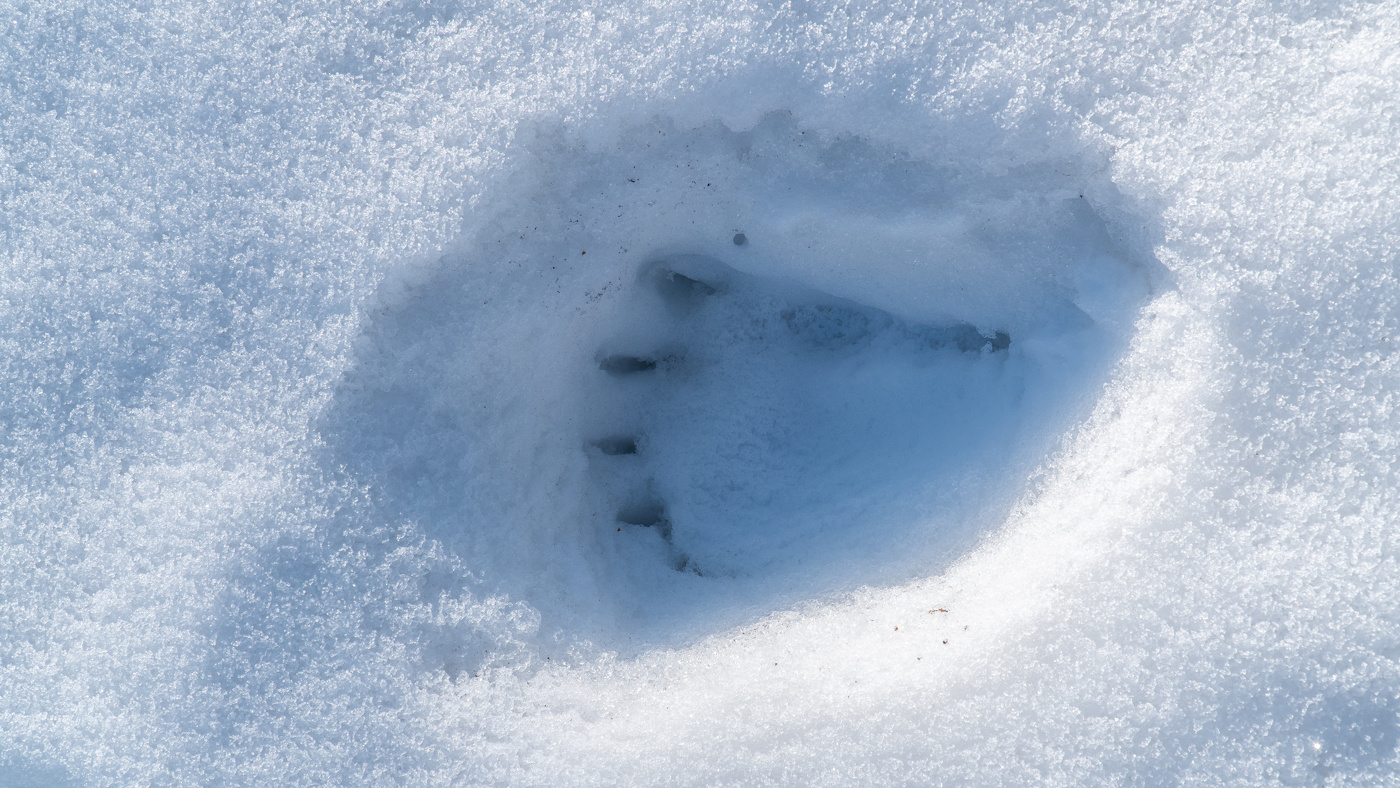 Лапа медведя