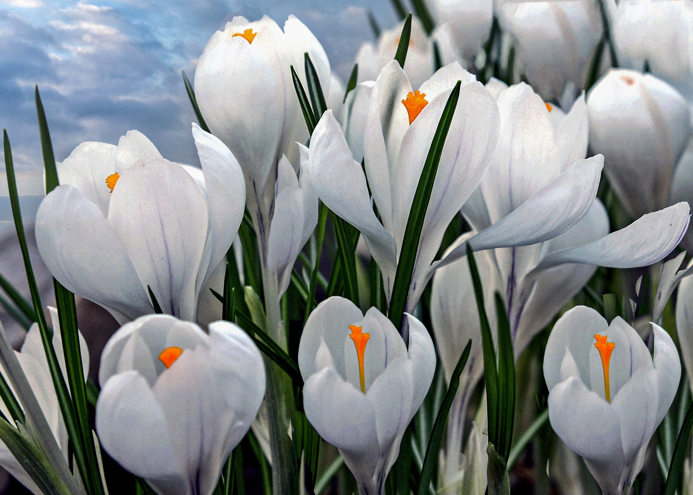 Весенняя нежность.