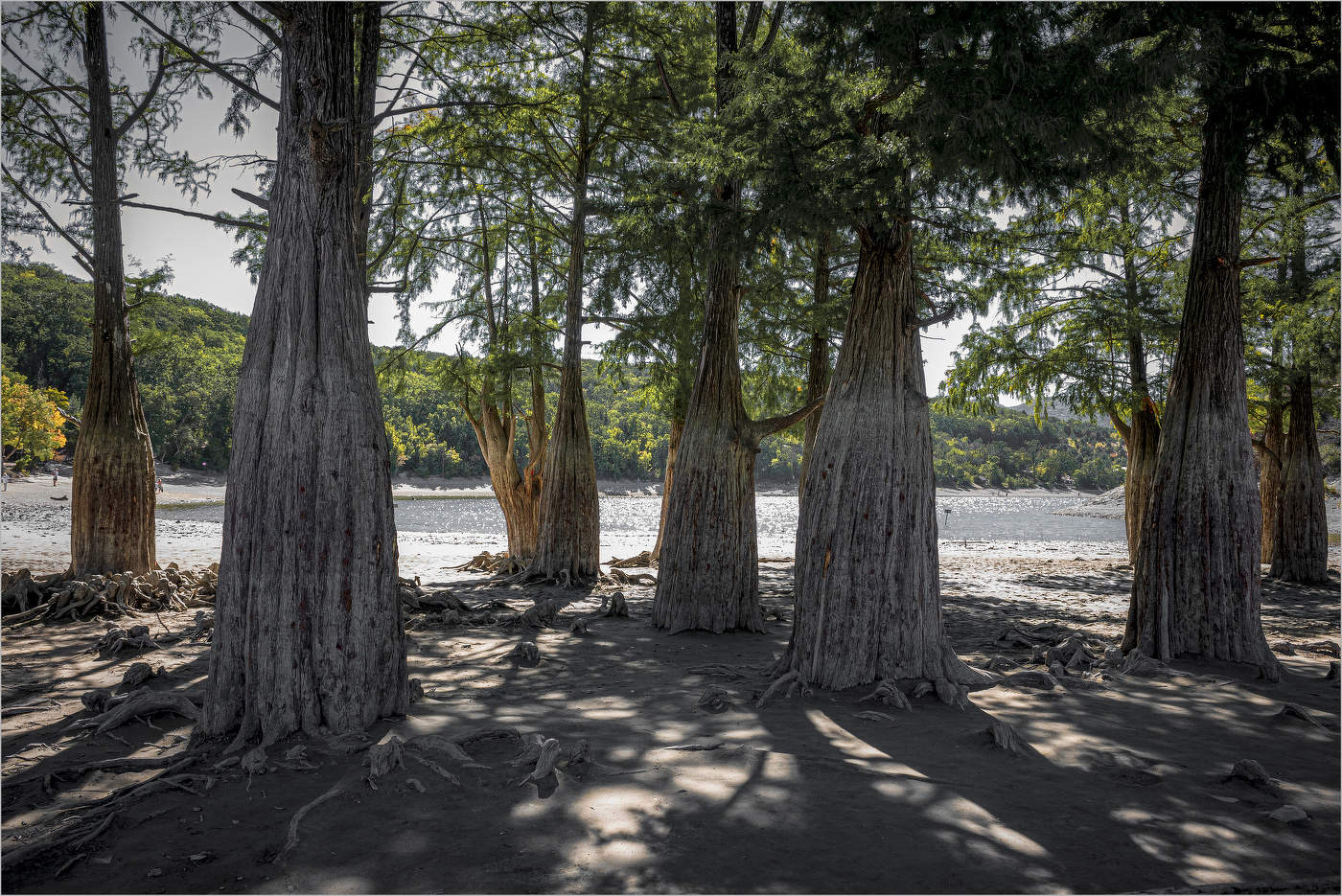 В тени кипарисов