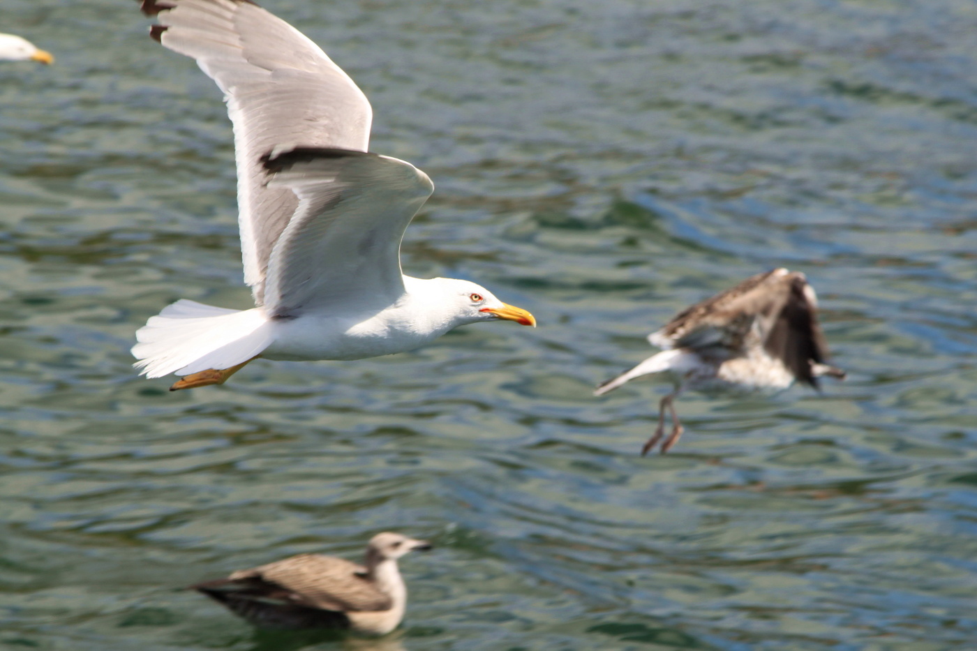 В порту Порту