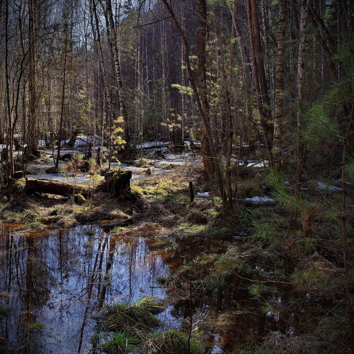 **Весенний лес.*