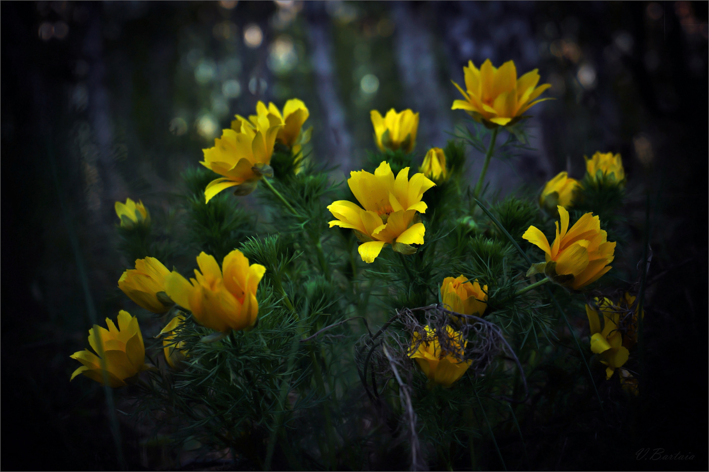 Огоньки весеннего леса