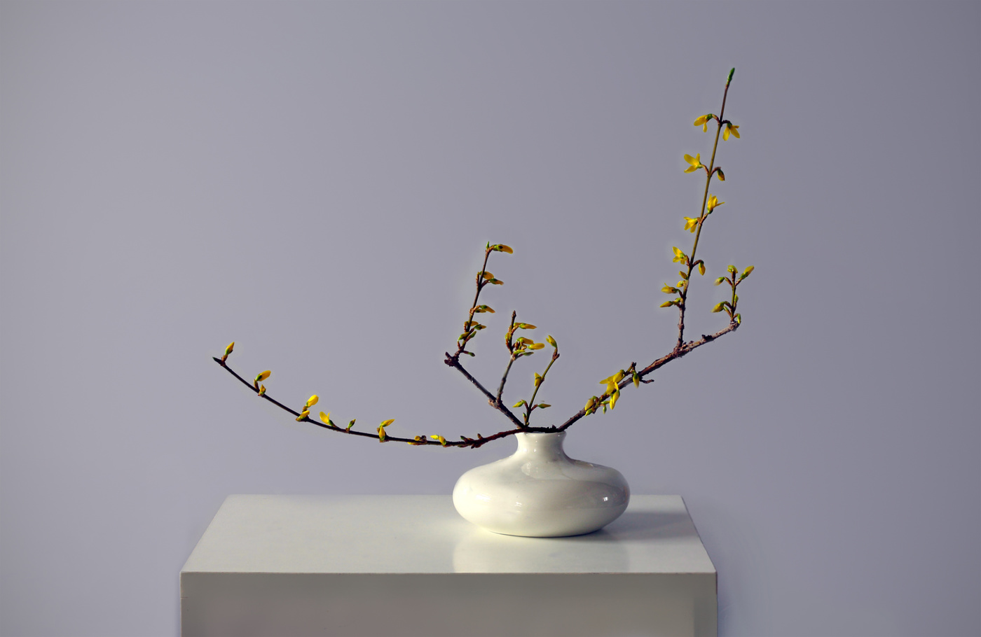 Форзиция зацвела