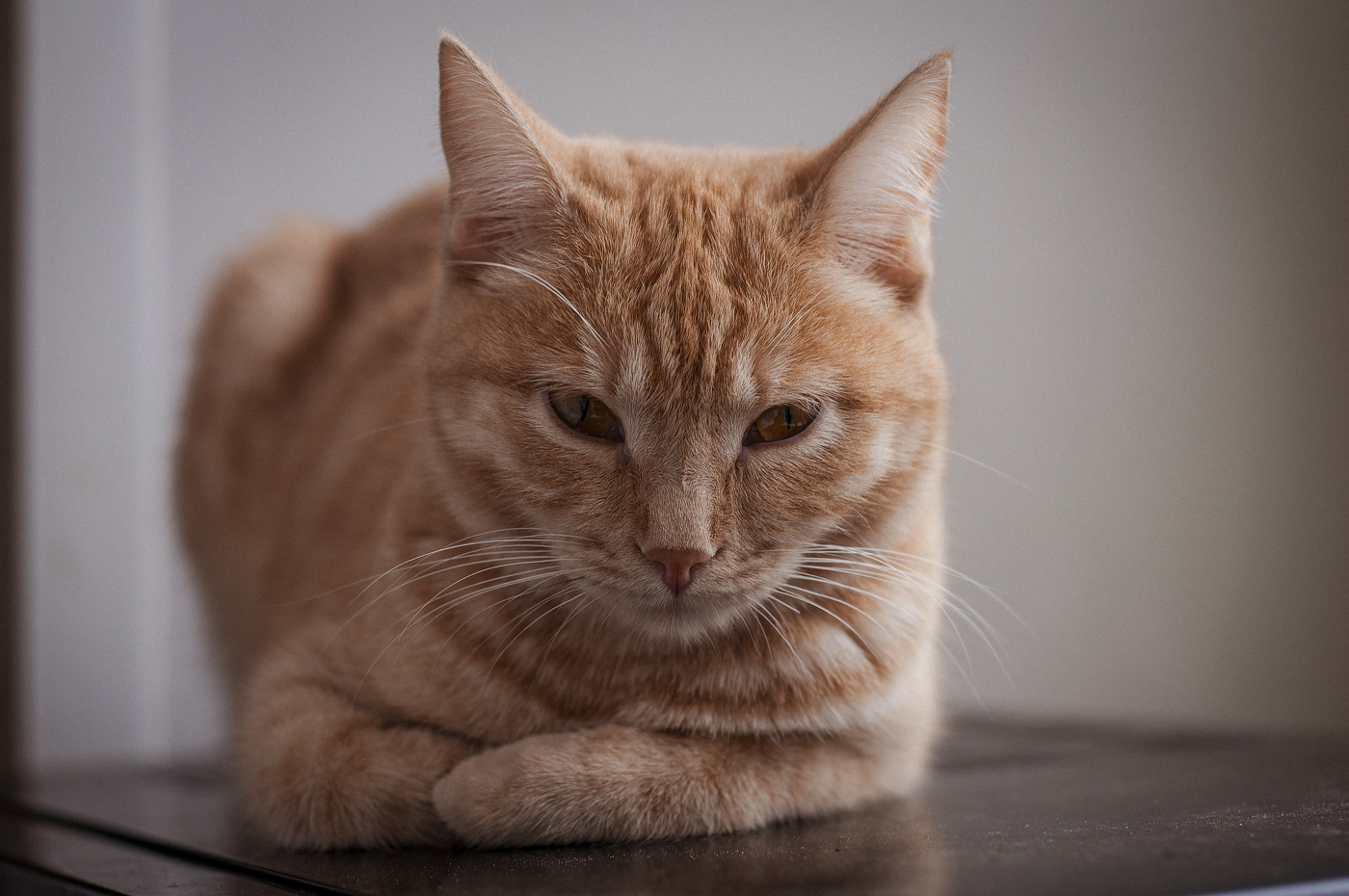 Моя рыжая красавица.