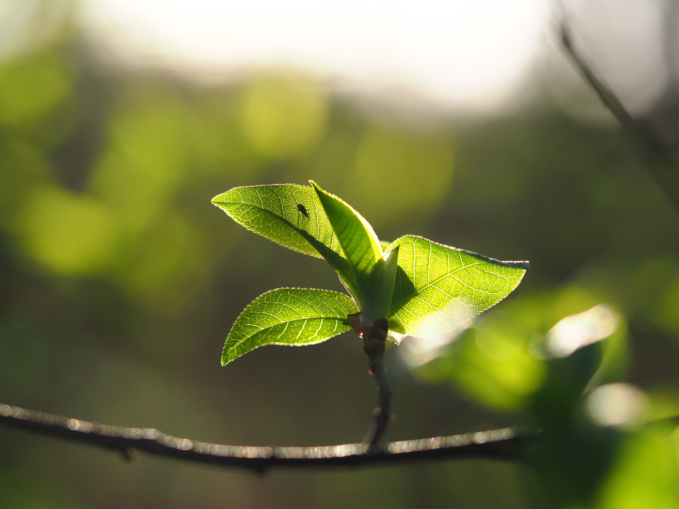 силуэт жука сидящего на листике дерева
