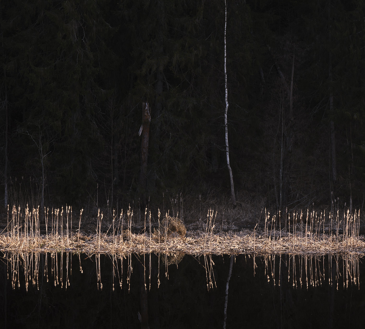 Река Оредеж