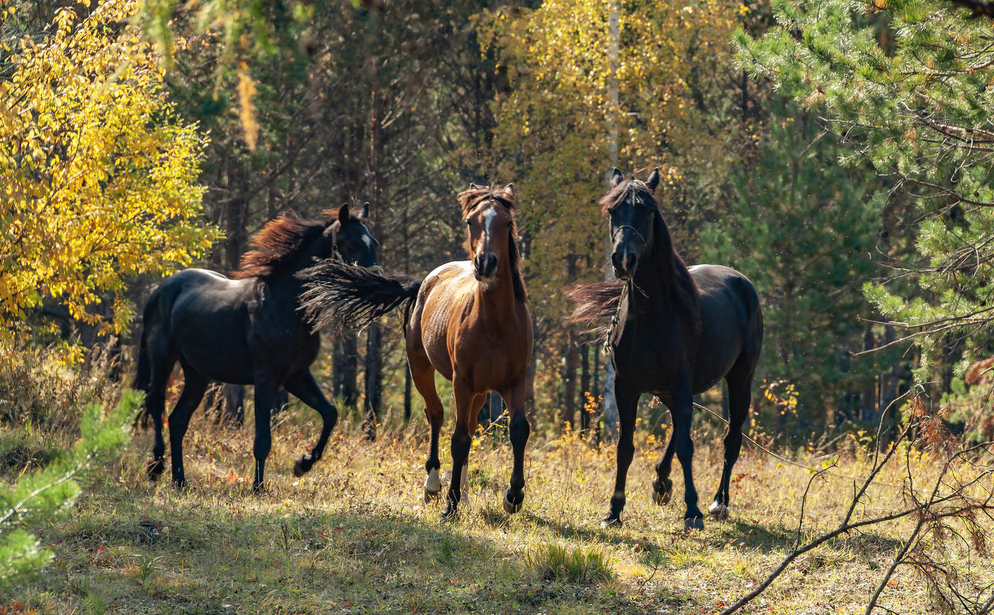 Третий лишний