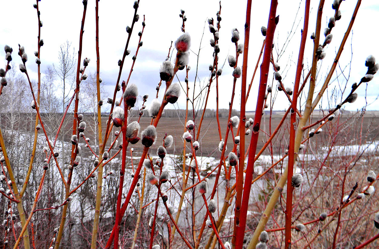 Верба к празднику распустилась