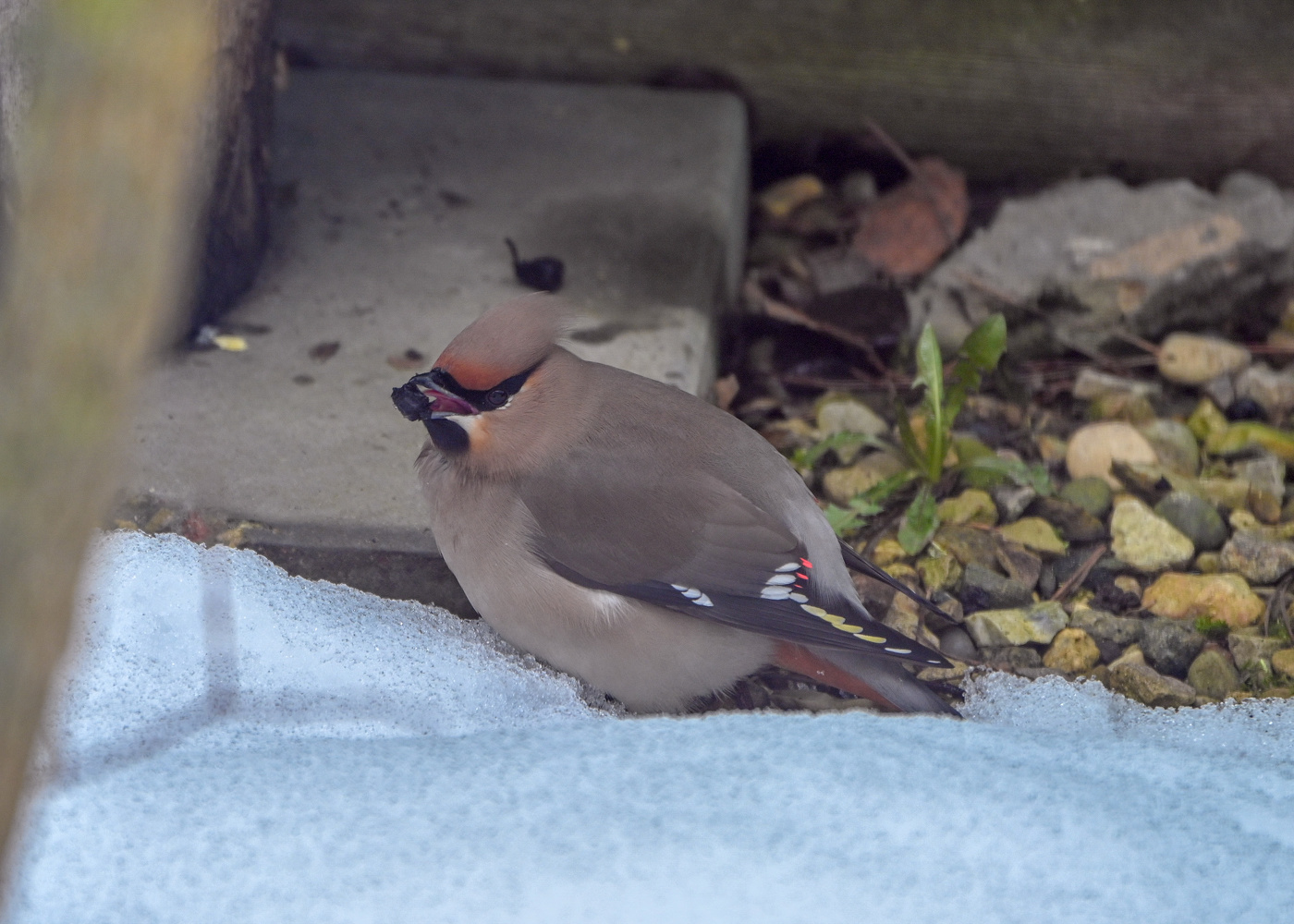 Прилетели свиристели, черноплодку всю объели...