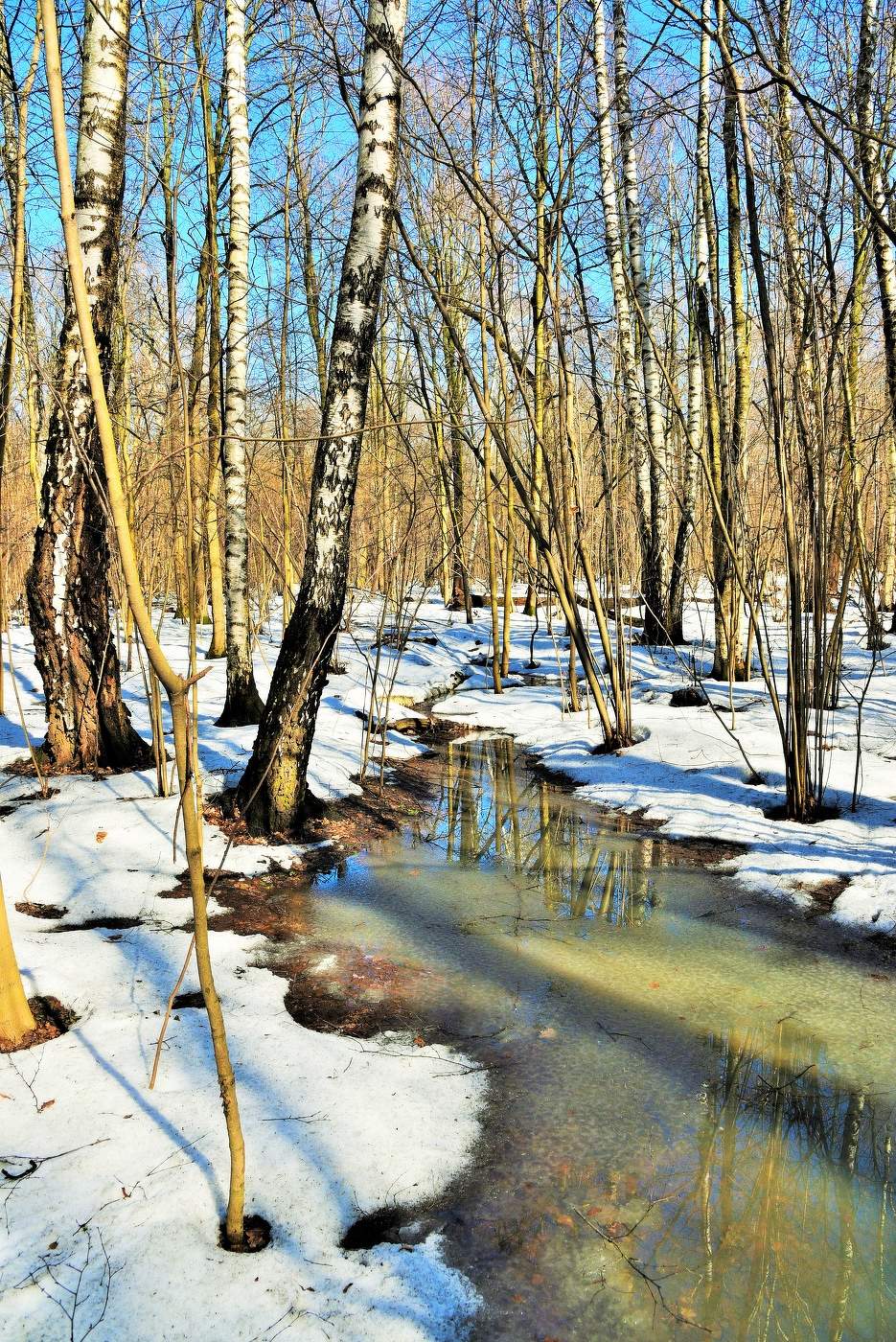 В весеннем лесу ...