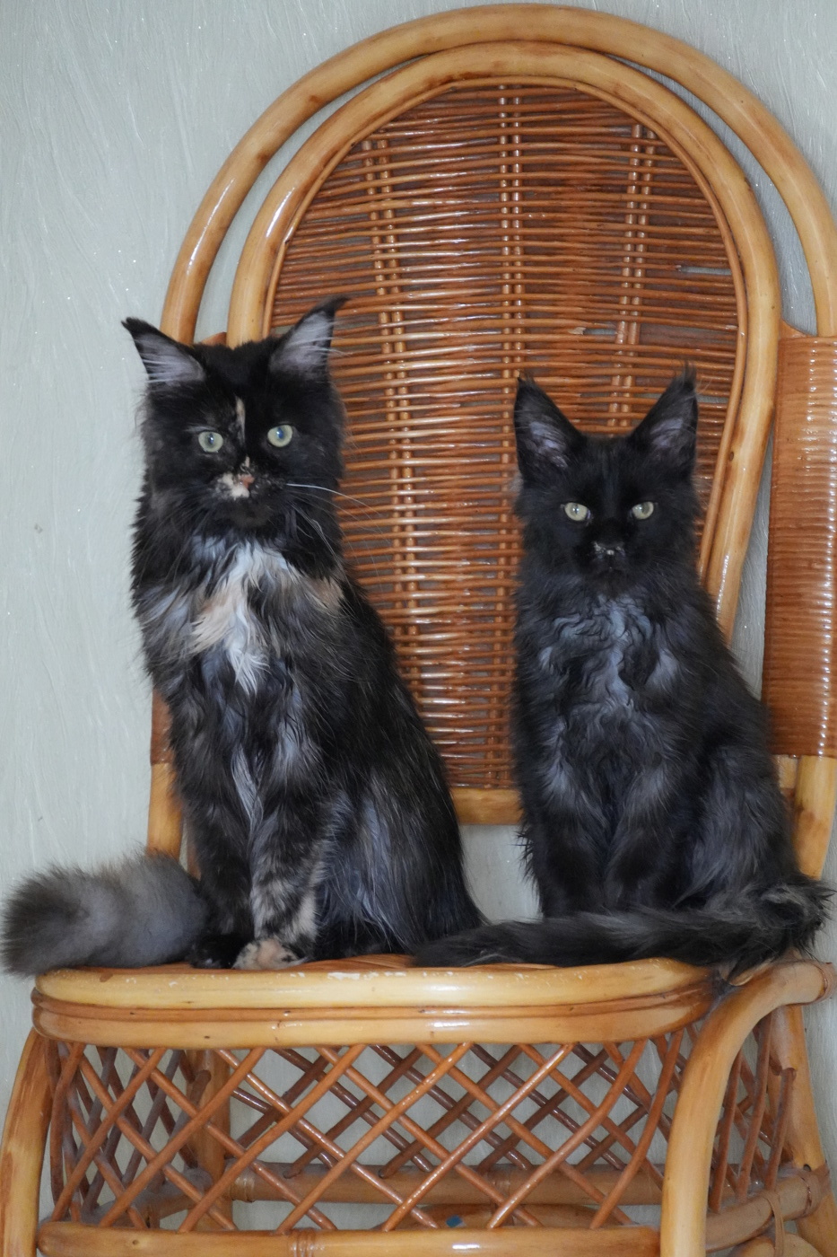 Котики-наркотики))