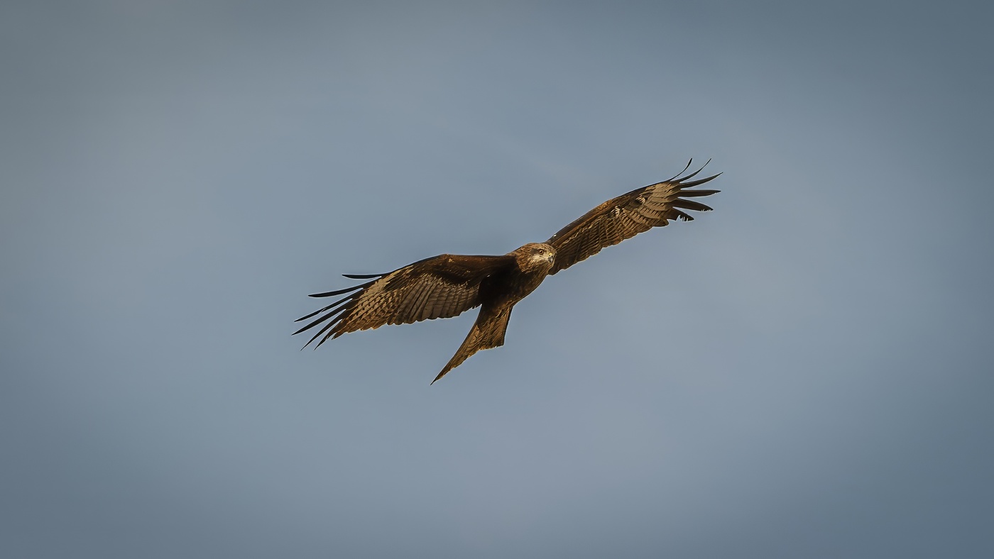 Черный коршун.