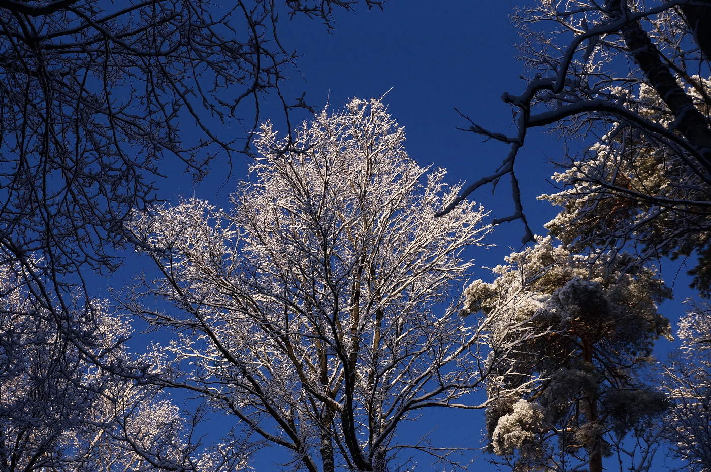 Снежные узоры