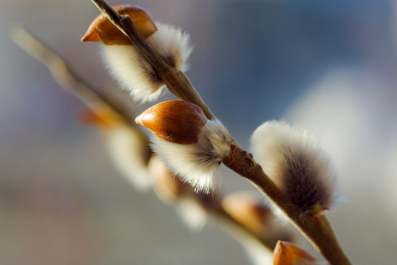 С праздником Православные!