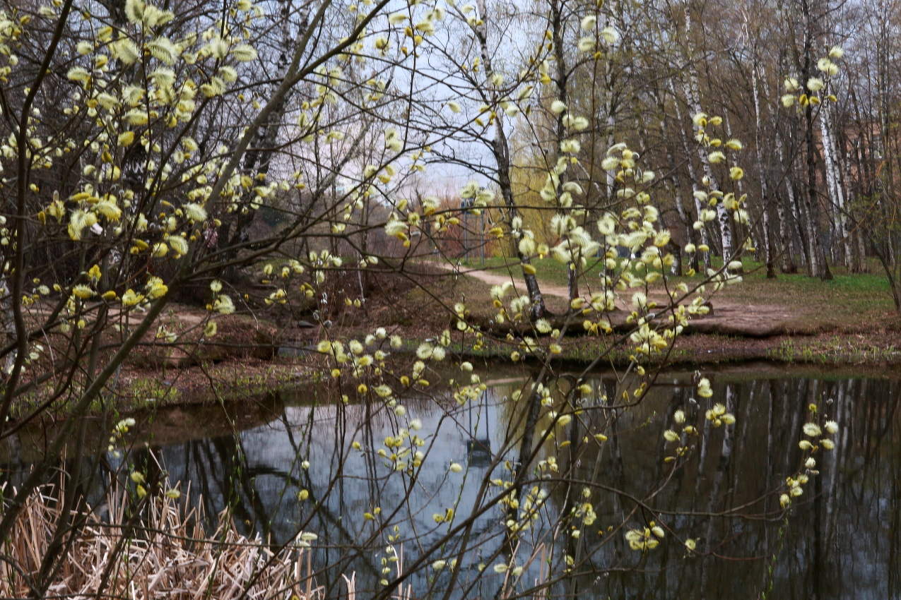 Вербное Воскресение !!!