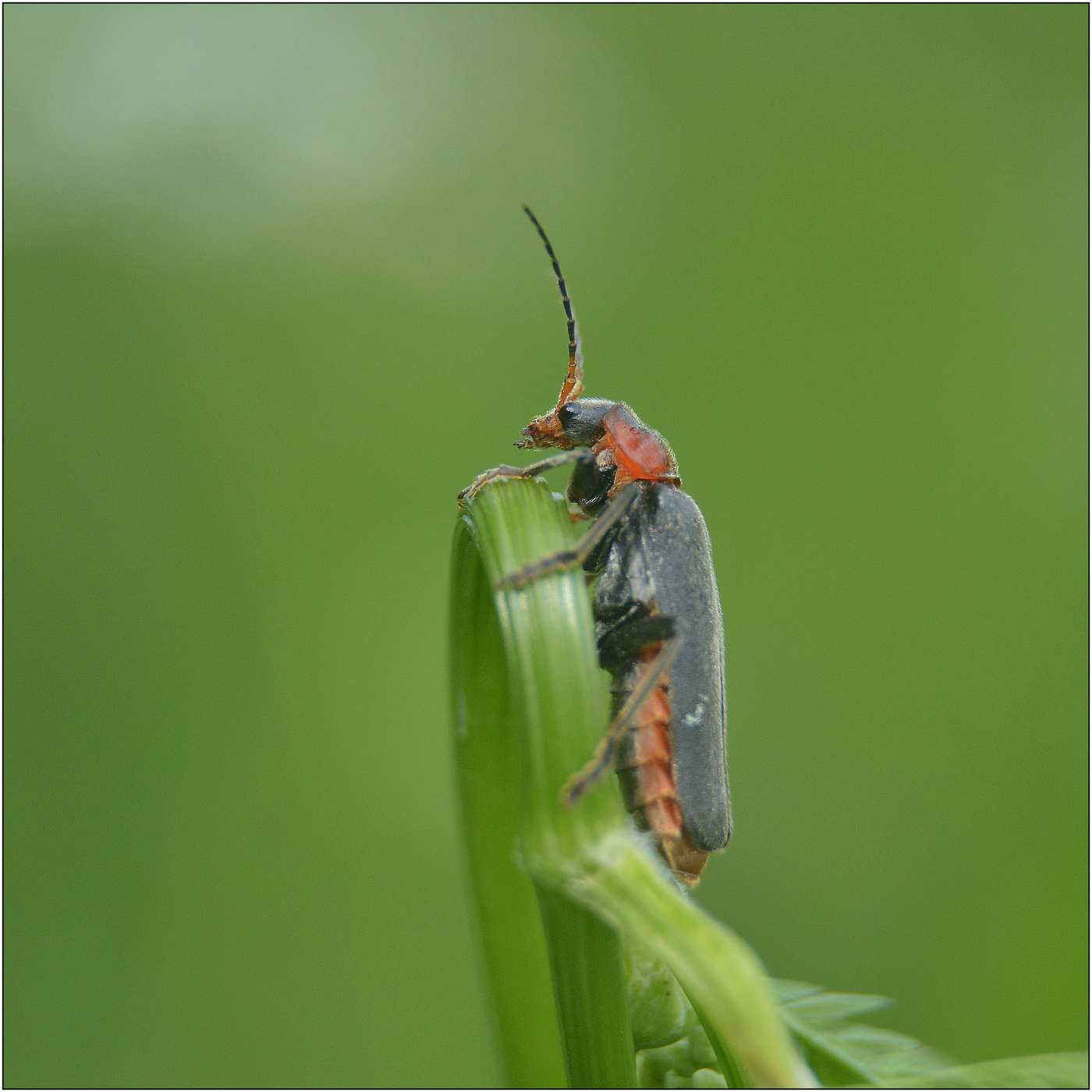 Лесной дозор.