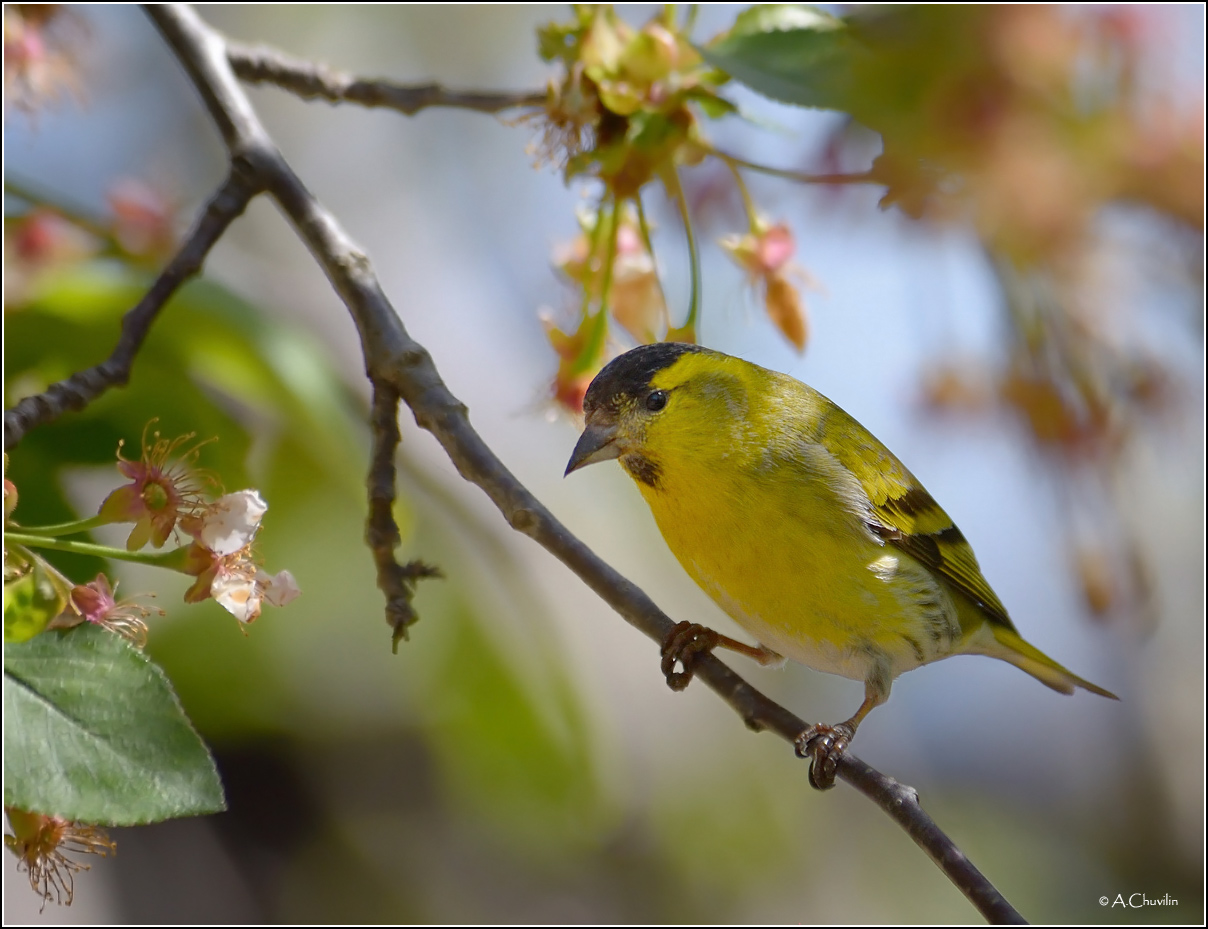 Весенний Чиж