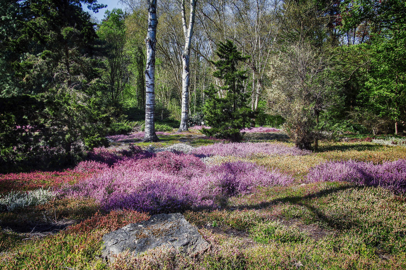 Там где цветет вереск