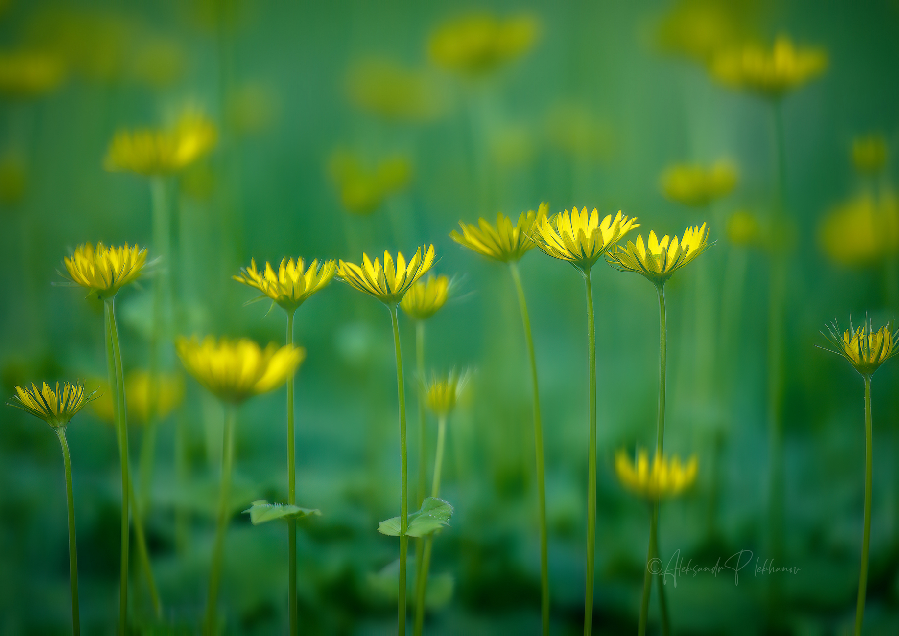 Дети солнца