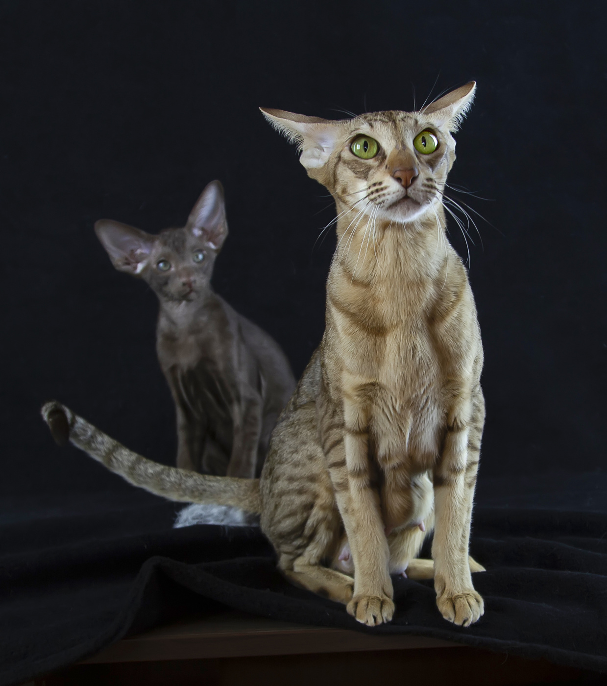 Птичка? Где птичка?