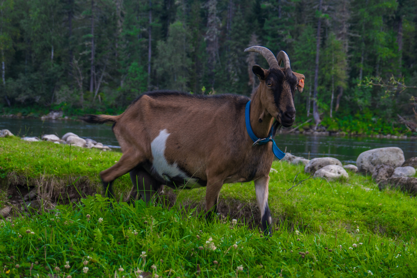 Козёл на телецком