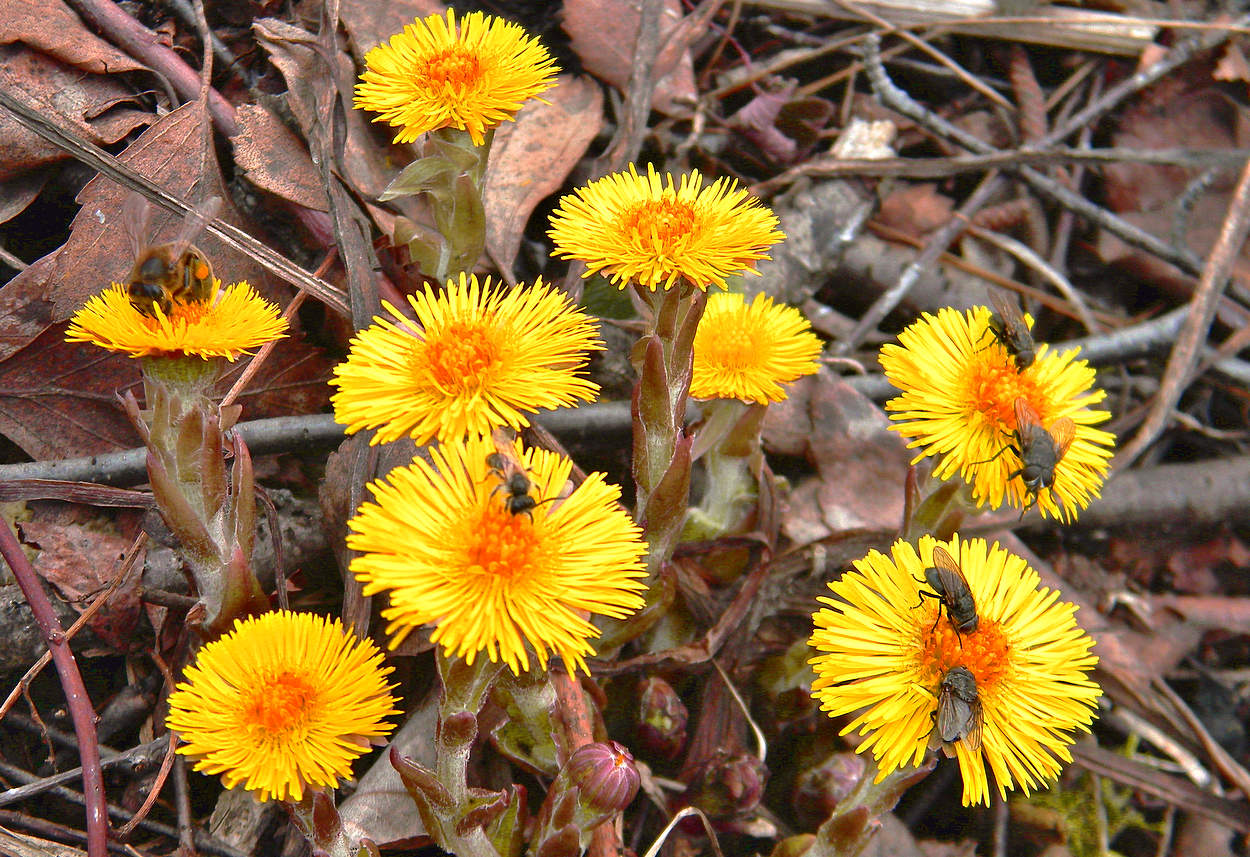 Апрельские сборы нектара