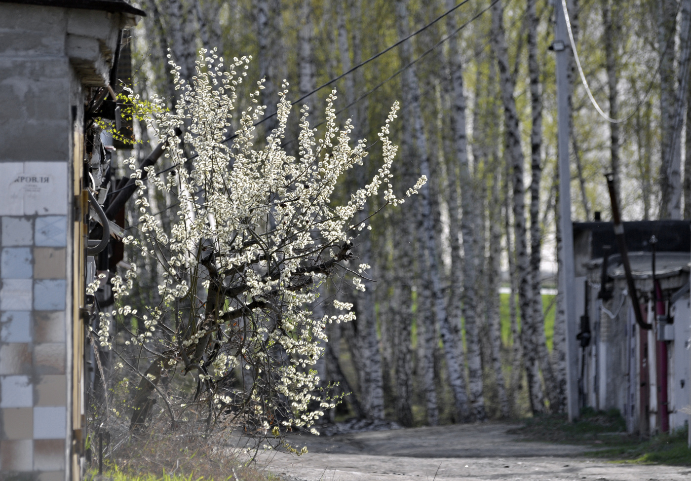 Старенькая пригаражная красавица