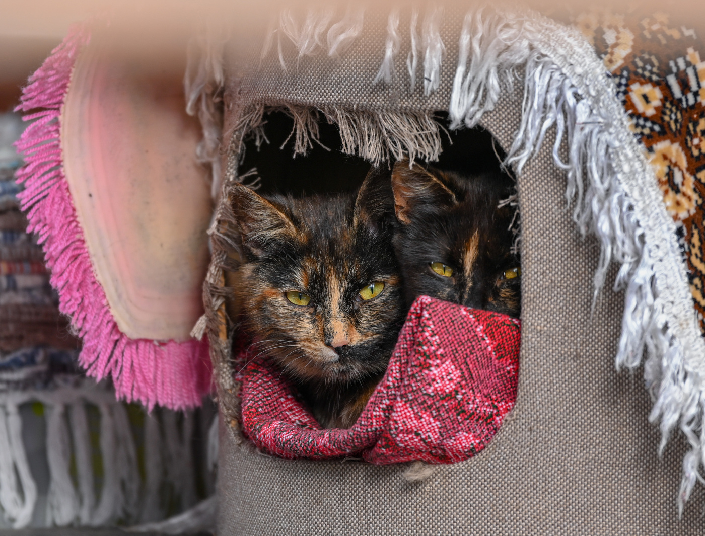 Братья/сёстры