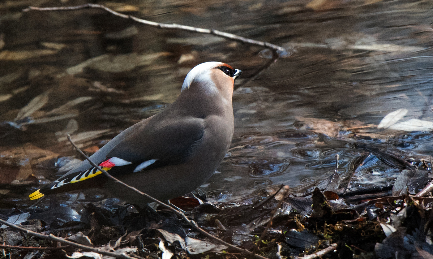 Свиристель.