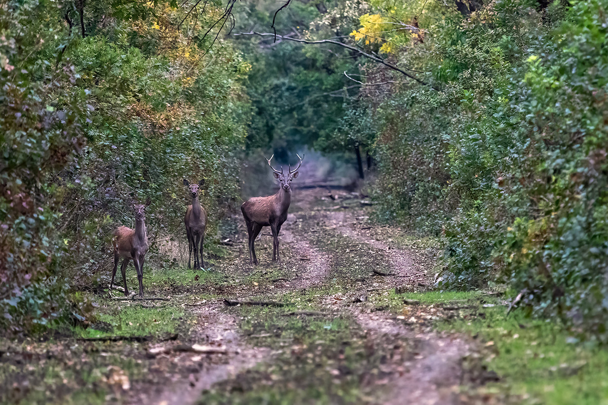 Средь тихого леса, случайно...