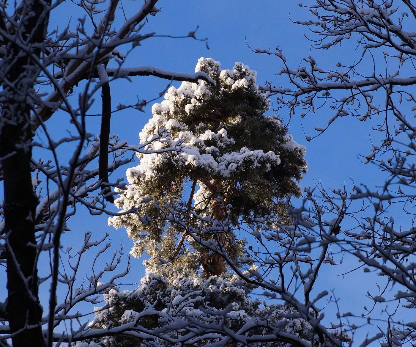 Снежная вершина