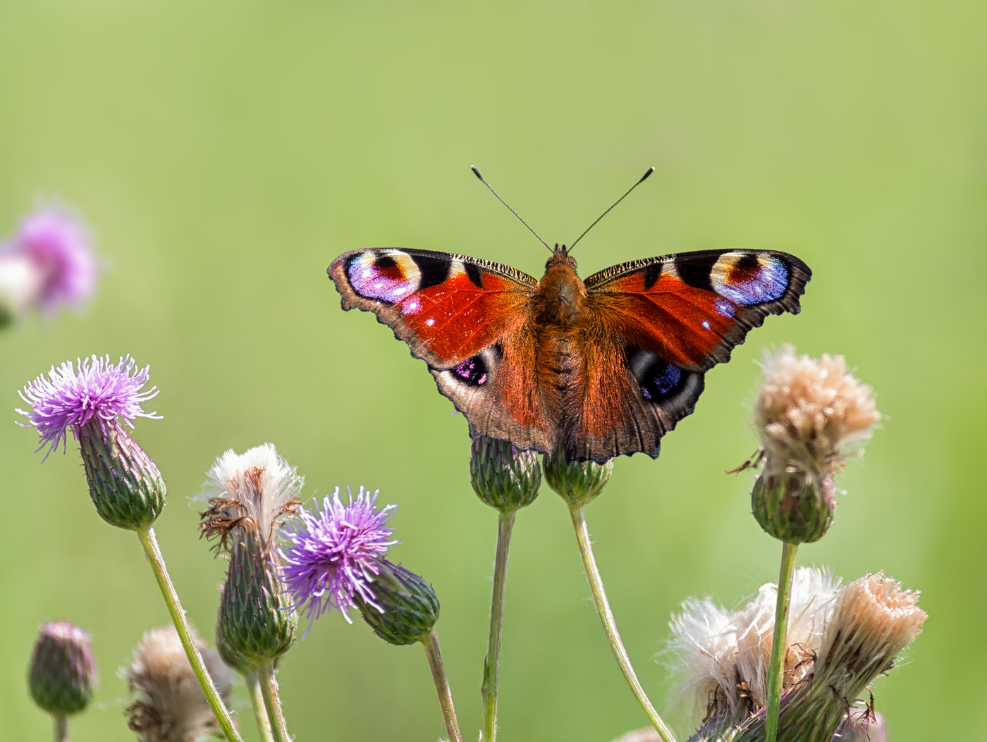 Павлиний глаз.