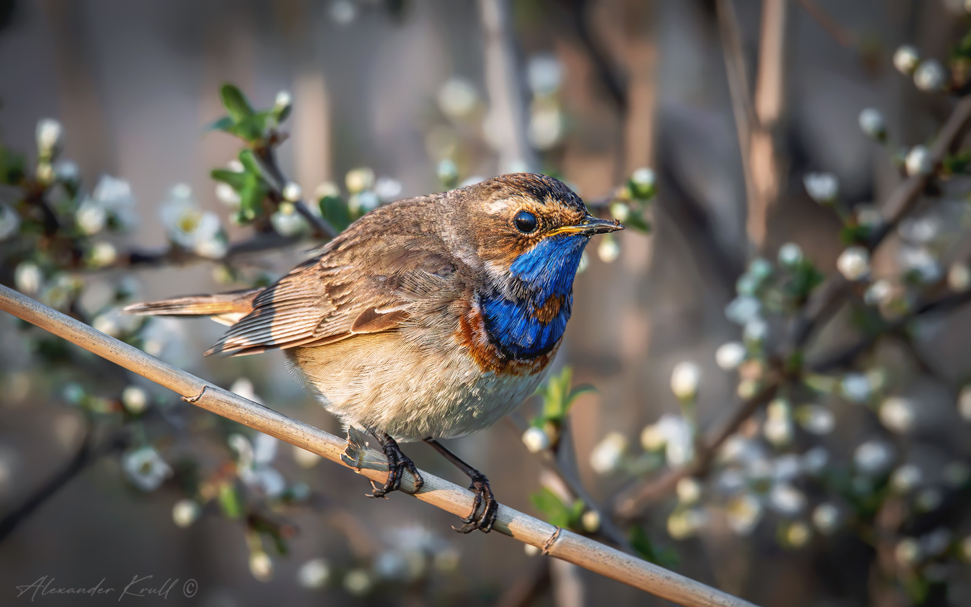 Когда цветет терновник