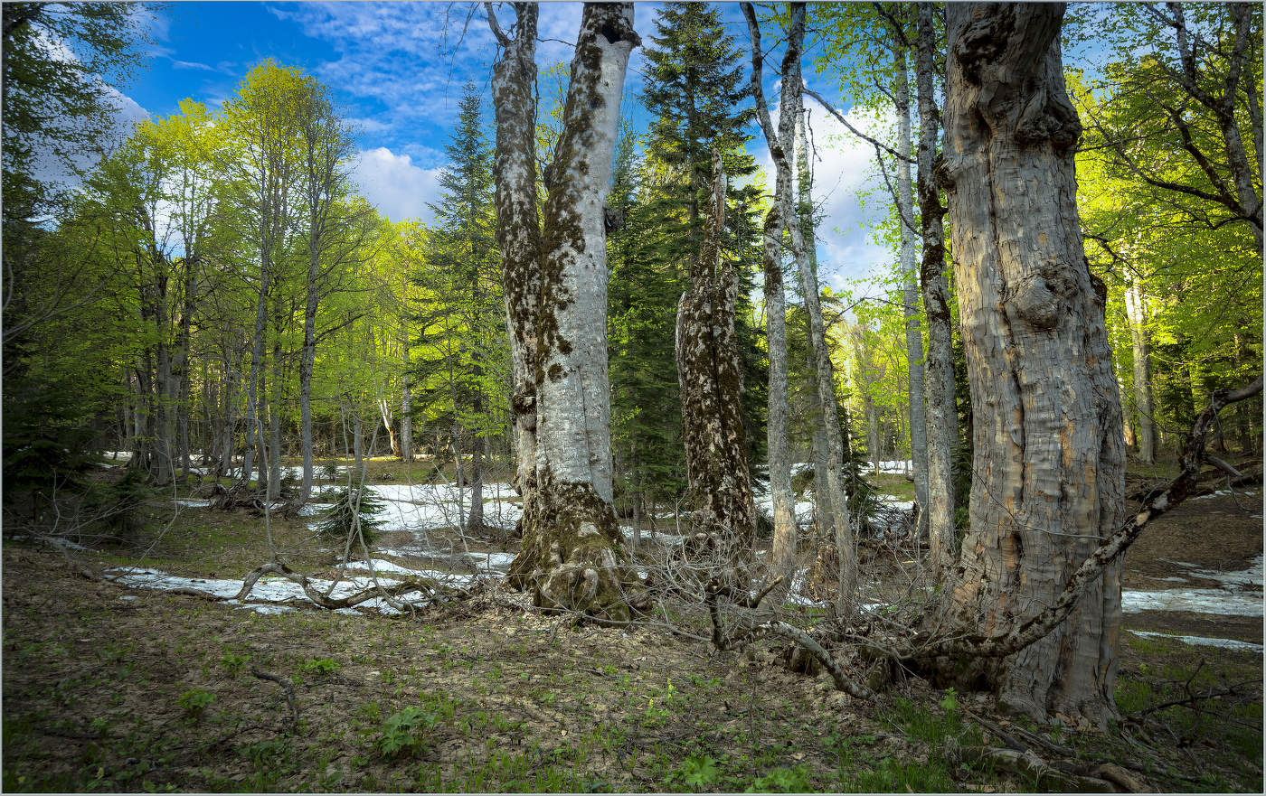 Весенняя пора