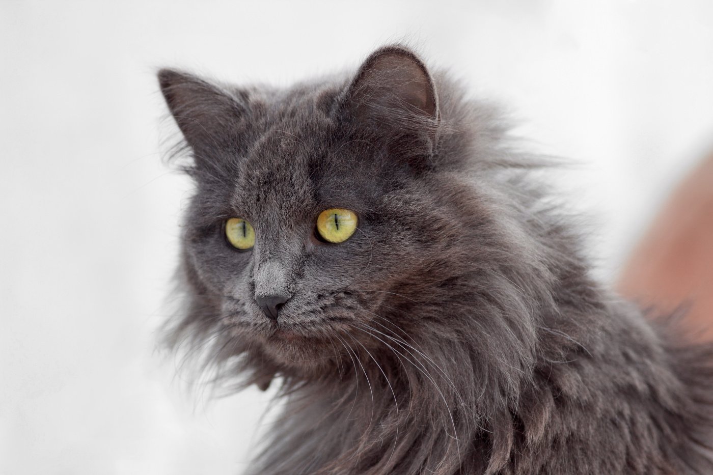 "Старший мяучный сотрудник"